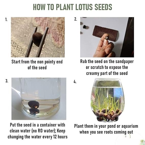 Bonsai Japanese Lotus Seeds - Buy 1 Get 1 Free - 9764602257