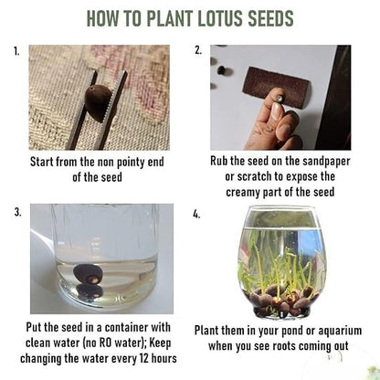 Bonsai Japanese Lotus Seeds - Buy 1 Get 1 Free - 9764602257