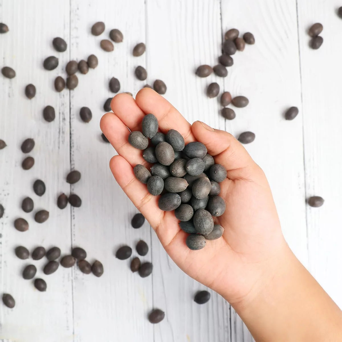 Bonsai Japanese Lotus Seeds - Buy 1 Get 1 Free - 9764602257