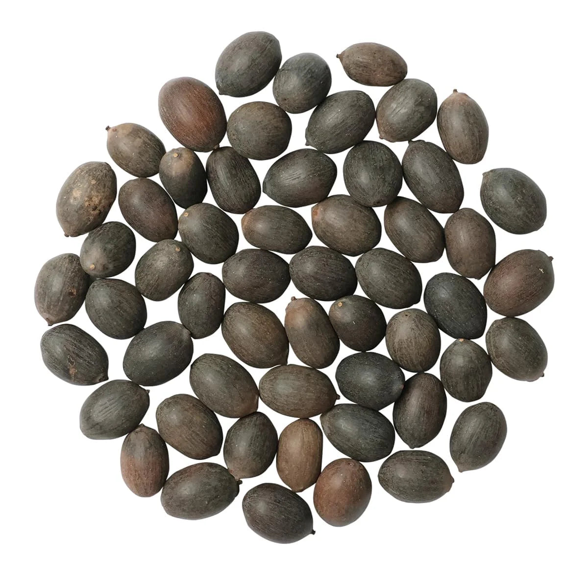 Bonsai Japanese Lotus Seeds - Buy 1 Get 1 Free - 9764602257