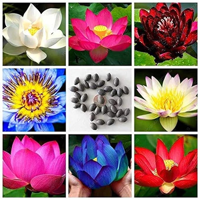 Bonsai Japanese Lotus Seeds - Buy 1 Get 1 Free - 9764602257