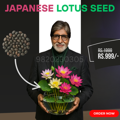 Bonsai Japanese Lotus Seeds - Buy 1 Get 1 Free - 9764602257
